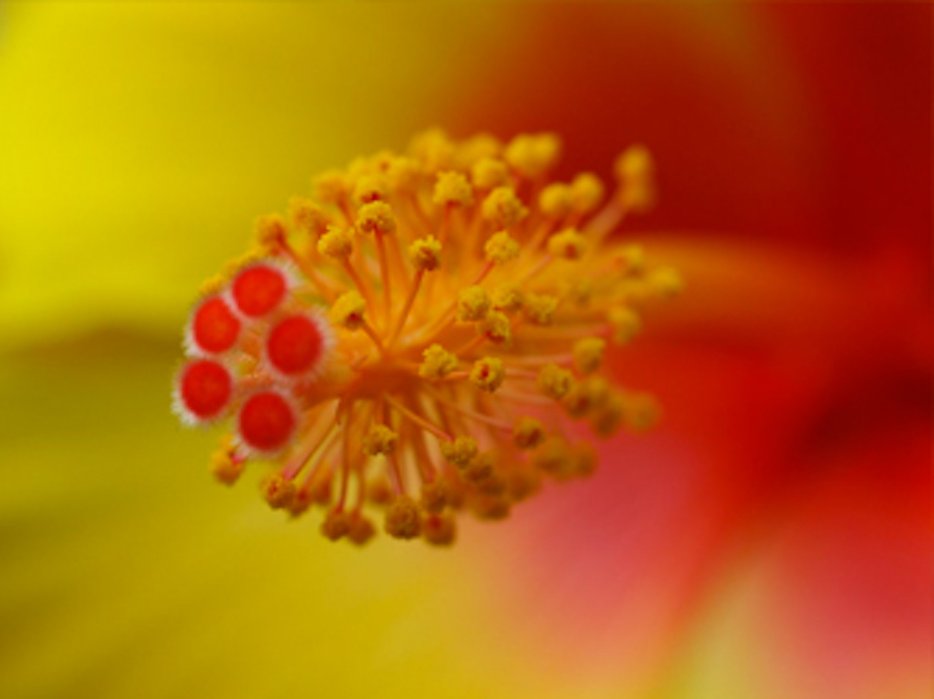 Macro - Feautre